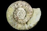 Stephanoceras Ammonite - Kirchberg, Switzerland #108789-1